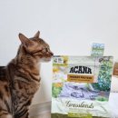 하이냥이 | 활동량 많은 우리 벵갈 고양이, 아카나 캣 하이프로틴 그래스랜드 체험 후기!