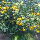 소슬농장 이미지