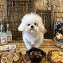 알럽댕큐 이미지