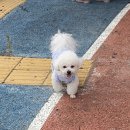 황제추어탕 | 아산삼계탕맛집, 황제능이버섯백숙 남원추어탕 후기