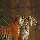 베이비파크(코솜코리아) 이미지