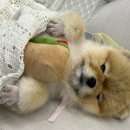 댕댕이 애견샵 이미지