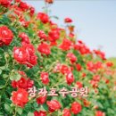 장자호수공원 장미터널 이미지