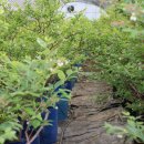 큰뜰농장 이미지