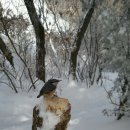 눈쌓인 겨울산에서 만난 예쁜새들 이미지