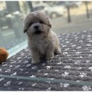 도그의 하루 이미지