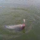 샘골 낚시터 이미지