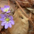 송원농원식당 이미지