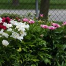 풀빛향기 이미지