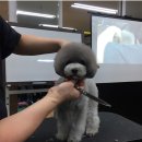 킴스애견미용학원
