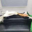 제천종합동물병원 이미지