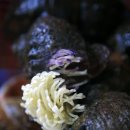 [충남맛집 / 안면도맛집] 부자수산 - 우럭소금구이의 쫄깃한 맛 이미지