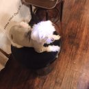 대성빌딩(서초동 1530-18) | 서초동 포장마차, 고래똥