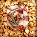 화진농장 이미지