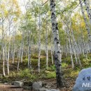 치유의 숲 이미지