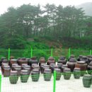 금바우골 이미지