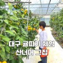그집농장 | 대구 아이 체험 - 귤따기 귤체험 - 산너머 그집 힐링농장