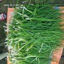 깐쪽파 쪽파김치 무청김치 대왕고구마 이미지