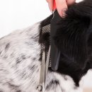 미래애견 이미지