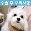펫토이동물병원 이미지