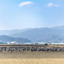 두루미네 이미지