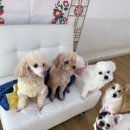 어썸강아지호텔 & 목욕 이미지