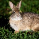 토끼科 - 솜꼬리토끼속 - 브라질토끼 (숲솜꼬리토끼) 이미지