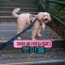 펫잇보리 | 강아지 산책 앞섬방지 하네스 펫마블 리드줄 추천, 중형견 푸들 보리랑 여름 산행!