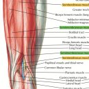 모멘트H+ | [강의 후기] 내측 햄스트링/내전근과 정강뼈와의 관계