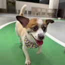 스타몽 | 강남 강아지유치원 찾는다면? 스타몽 서초 애견유치원 후기