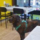 더 퍼피즈 블루오션 이미지