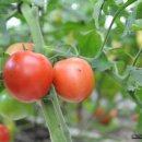 너는 토마토를 들고 나는 설탕을 준비하고 / 이현숙 이미지