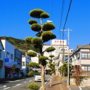 성은약품(주) | 일본 사가 3박 4일 여행