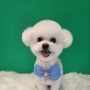 퍼스트멍멍 이미지