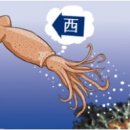 동해오징어