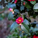 동백목장 이미지