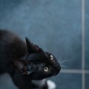 독한고양이 이미지