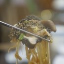 황소 소머리국밥 | 목천 맛집, 춥고 기운 없을때 몸보신 하기 좋은 황소소머리국밥