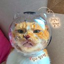 성보펫케어(주) | 고양이 발톱깎이 전쟁 끝내준 웰리펫 투명 우주 헬멧 사용 후기