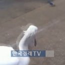 펠리칸 이미지