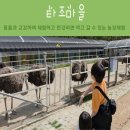 새마을농장 | 서울근교갈만한곳 추천! 아이와 함께하는 파주 농장체험 농촌체험 타조마을 방문기