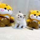 의정부요미독앤캣강아지분양고양이분양