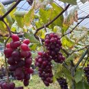 대장농원 이미지