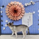 펫웨이브 동물의료센터 이미지