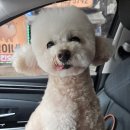 멍멍이발소 이미지