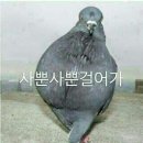 미니메추리 티스토리