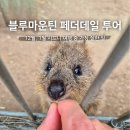 시드니하트 | 12월 1월 시드니여행 블루마운틴투어 페더데일 동물원 오픈런 솔직후기