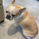 펫실장 광장점 이미지