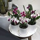 명지주유소 | 부산 명지 카페 추천 낙동강 리버뷰와 베이커리 맛집 솔직 후기