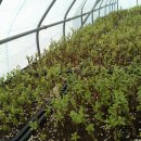 태안목장 이미지